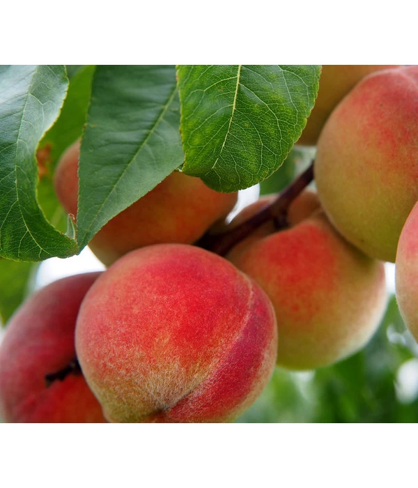 Dehner Pfirsich 'Kernechter Vom Vorgebirge' 1 Dehner Pfirsich 'Kernechter Vom Vorgebirge'