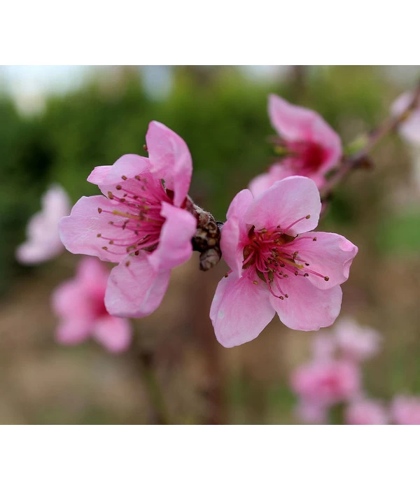 Dehner Pfirsich 'Kernechter Vom Vorgebirge' 2 Dehner Pfirsich 'Kernechter Vom Vorgebirge' – Bild 2