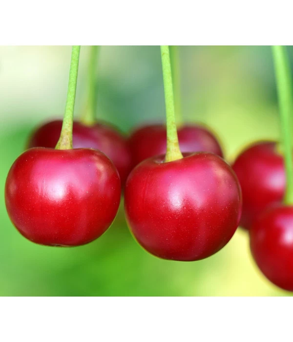 Säulenkirsche 'Victoria' 2 Säulenkirsche 'Victoria' – Bild 2