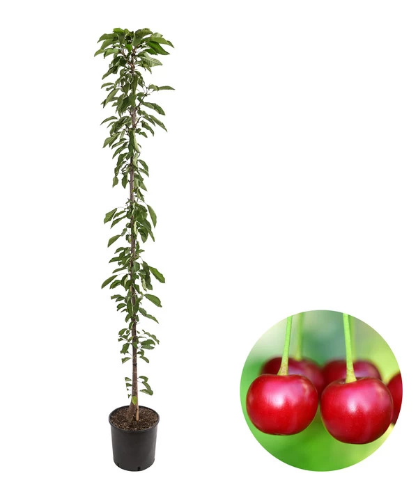 Säulenkirsche 'Victoria' 1 Säulenkirsche 'Victoria'