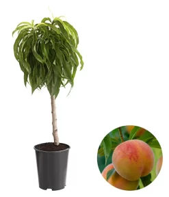 Zwergpfirsich 'Bonanza'