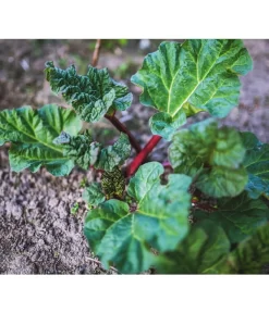 Dehner Gourmet Garten Himbeer-Rhabarber -Gartenbedarf Geschäft 7736028 PR 001 RheumRhabarberPixabay