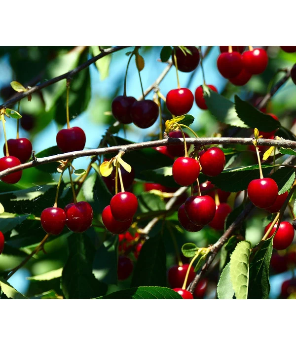 Sauerkirsche 'Schattenmorelle' 1 Sauerkirsche 'Schattenmorelle'