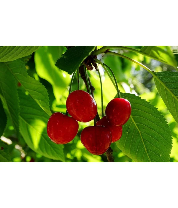 Sauerkirsche 'Schattenmorelle' 2 Sauerkirsche 'Schattenmorelle' – Bild 2