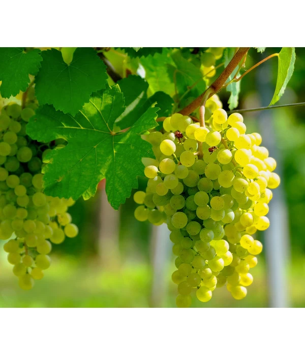 Tafeltraube 'Lakemont' 1 Tafeltraube 'Lakemont'