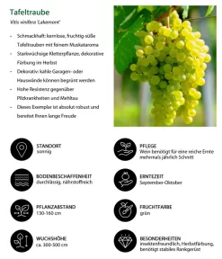 Tafeltraube 'Lakemont' 5 Tafeltraube 'Lakemont' -Gartenbedarf Geschäft 7778772 WE IG 001 TafeltraubeVitisviniferaLakemont