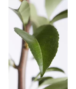 Birnen-Duo 'Williams Christ/Conference' 9 Birnen-Duo 'Williams Christ/Conference' -Gartenbedarf Geschäft 7780646 PR DE 001 BirneGuteLuiseWilliamChristDuo95LiterDehnerExpressZS