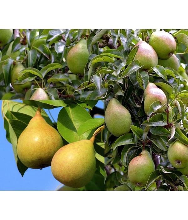 Birnen-Duo 'Williams Christ/Conference' 1 Birnen-Duo 'Williams Christ/Conference'