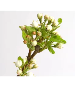 Birnen-Duo 'Williams Christ/Conference' 8 Birnen-Duo 'Williams Christ/Conference' -Gartenbedarf Geschäft 7780646 WE DE 001 BirneBirnenDuoWCGLDehnerExpressHerzig