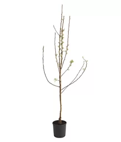 Birnen-Duo 'Williams Christ/Conference' 7 Birnen-Duo 'Williams Christ/Conference' -Gartenbedarf Geschäft 7780646 WE FS 001 BirneBirnenDuoWCGLDehnerExpressHerzig