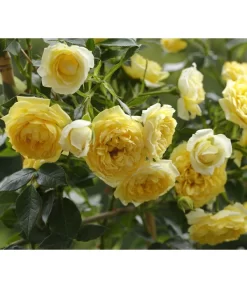 Zwerg-Kletterrose 'Starlet® Elida®'