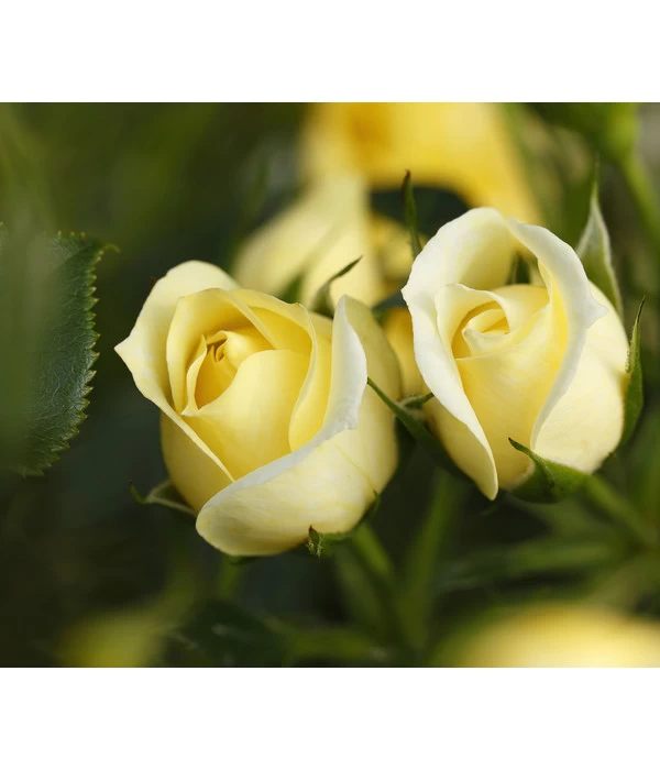 Zwerg-Kletterrose 'Starlet® Elida®' 2 Zwerg-Kletterrose 'Starlet® Elida®' – Bild 2