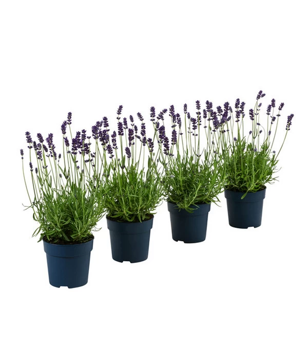 Duft-Lavendel 'Felice', 4er-Set 1 Duft-Lavendel 'Felice', 4er-Set
