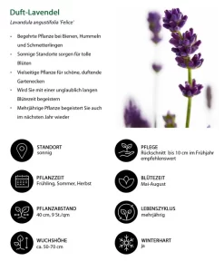 Duft-Lavendel 'Felice', 4er-Set 8 Duft-Lavendel 'Felice', 4er-Set -Gartenbedarf Geschäft 7805773 WE IG 001 DuftLavendel 1