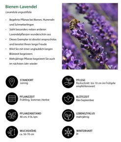 Lavendel-Set Lavendel-Vielfalt, 4-teilig -Gartenbedarf Geschäft 7805799 WE IG 001 BienenLavendel