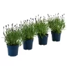 Schmetterlings-Lavendel 'Royal Blue', 4er-Set