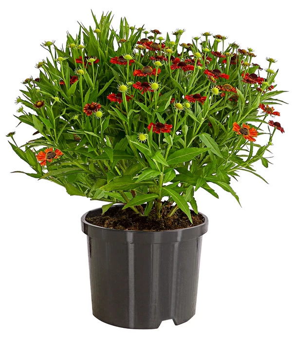 Sonnenbraut, Rot 2 Sonnenbraut, Rot – Bild 2