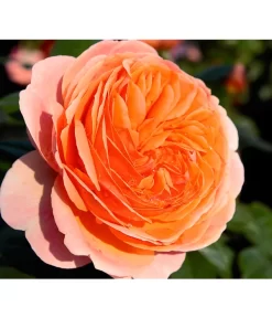 Edelrose 'Chippendale®' -Gartenbedarf Geschäft 7830284 BildD 001 EdelroseChippendaleChippendale