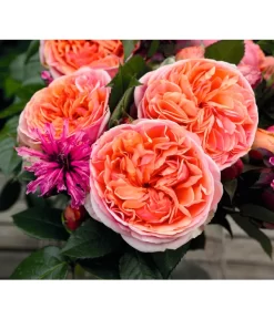 Edelrose 'Chippendale®' -Gartenbedarf Geschäft 7830284 BildD 002 EdelroseChippendaleChippendale