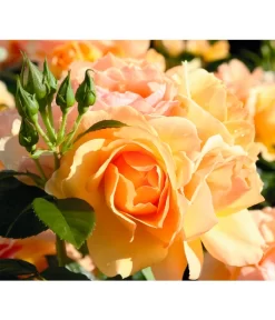 Beetrose 'Hansestadt Rostock®' -Gartenbedarf Geschäft 7866551 BildD 001 BeetroseHansestadtRostockHansestadtRostock6L