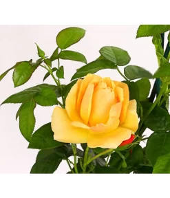 Beetrose 'Hansestadt Rostock®' -Gartenbedarf Geschäft 7866551 PR DE 001 HansestadtRostock6LiterBeetroseDehnerExpressHerzig