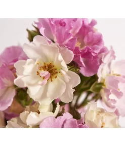 Ramblerrosen, Verschiedene Sorten