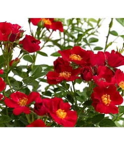 Beetrose 'Flower Rain®' -Gartenbedarf Geschäft 7927106 PR DE 001 BeetrosenTantauFlowerrain4LiterBienenweideRotDehnerExpressHerzig