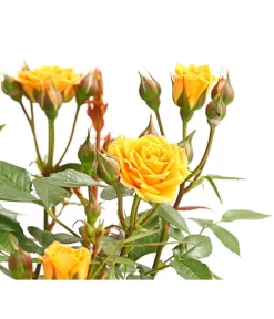 Beetrose 'Flower Rain®' -Gartenbedarf Geschäft 7927106 PR DE 001 BeetrosenTantauFlowerrain4LiterClementineDehnerExpressHerzig