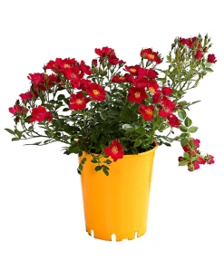 Beetrose 'Flower Rain®' -Gartenbedarf Geschäft 7927106 PR FS 001 BeetrosenTantauFlowerrain4LiterBienenweideRotDehnerExpressHerzig