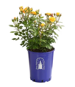 Beetrose 'Flower Rain®' -Gartenbedarf Geschäft 7927106 PR FS 001 BeetrosenTantauFlowerrain4LiterClementineDehnerExpressHerzig