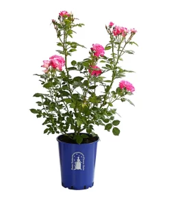 Beetrose 'Flower Rain®' -Gartenbedarf Geschäft 7927106 PR FS 001 BeetrosenTantauFlowerrain4LiterCountryGirlDehnerExpressHerzig