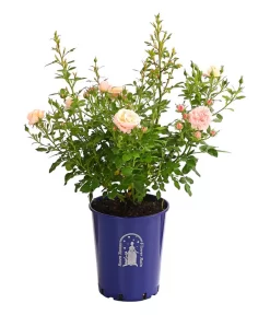 Beetrose 'Flower Rain®' -Gartenbedarf Geschäft 7927106 PR FS 001 BeetrosenTantauFlowerrain4LiterPeachClementineDehnerExpressHerzig