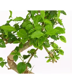 Bonsai Chinesischer Liguster - Ligustrum Sinensis, Anfänger-Set -Gartenbedarf Geschäft 7977069 WE DE 001 GeschenksetBonsaiChinesischerLigusterLigustrumSinensis6JahreDehnerExpressHerzig