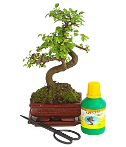 Bonsai Chinesische Ulme - Ulmus Parviflora, Anfänger-Set