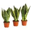 Bogenhanf - Sansevieria Trifasciata, 3er-Set