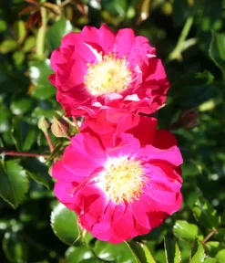 Bodendeckerrose 'Lipstick®' -Gartenbedarf Geschäft 7978356 PR DE 003 RoseLipstickTantau