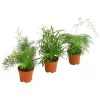 Zierspargel-Set - Asparagus, Verschiedene Sorten, 3-teilig