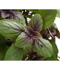 Dehner Gourmet Garten Strauchbasilikum 'Magic Blue' 11 Dehner Gourmet Garten Strauchbasilikum 'Magic Blue' -Gartenbedarf Geschäft 8001869 WE DE 001 GourmetGartenBasilikumMagicBlue