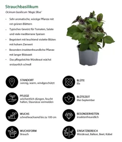Dehner Gourmet Garten Strauchbasilikum 'Magic Blue' 10 Dehner Gourmet Garten Strauchbasilikum 'Magic Blue' -Gartenbedarf Geschäft 8001869 WE IG 001 Strauchbasilikum
