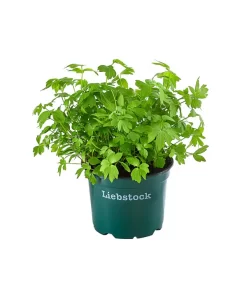 Bioland Liebstöckel