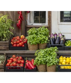 Tomate 'Previa' -Gartenbedarf Geschäft 8002578 WE MO 001 BellaItaliaTomatePaprikaBasilikum2021GC04 1