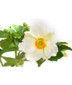 Herbst-Anemone, Verschiedene Sorten -Gartenbedarf Geschäft 8004137 WE DE 001 JapanischeAnemone