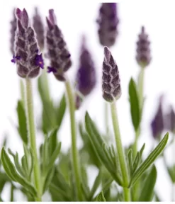 Schopf-Lavendel -Gartenbedarf Geschäft 8017014 WE DE 001 LavendelSchopflavendelLavandulaStoechasT13DehnerExpressZS