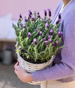 Schopf-Lavendel -Gartenbedarf Geschäft 8017014 WE MO 001 LavendelKorb