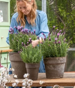 Schopf-Lavendel -Gartenbedarf Geschäft 8017014 WE MO 001 SchopfLavendelStoechas