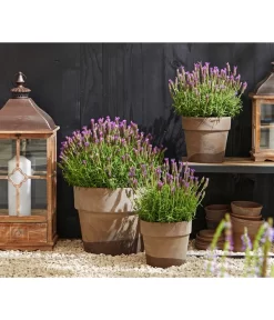 Schopf-Lavendel -Gartenbedarf Geschäft 8017014 WE MO 001 Schopflavendel