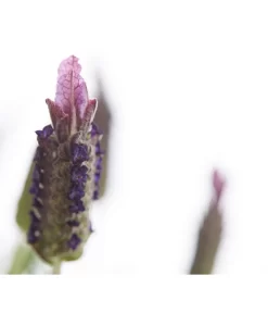 Schopf-Lavendel -Gartenbedarf Geschäft 8017089 PR DE 001 LavendelStoechasLavandulaStoechasT18DehnerExpressHerzig