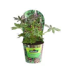 Lupine, Verschiedene Farben -Gartenbedarf Geschäft 8029027 PR FS 002 LupineWestcountryPotcoverT19DehnerExpressHerzig