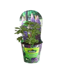 Lupine, Verschiedene Farben -Gartenbedarf Geschäft 8029027 PR FS 004 LupineWestcountryPotcoverT19DehnerExpressHerzig