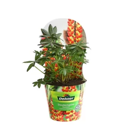 Lupine, Verschiedene Farben -Gartenbedarf Geschäft 8029027 PR FS 005 LupineWestcountryPotcoverT19DehnerExpressHerzig